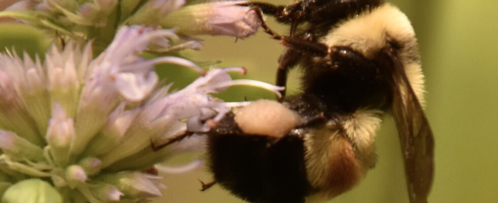 Bombus affinis