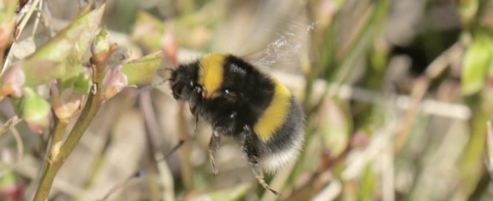 Bombus cryptarum
