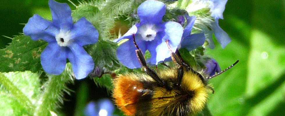 bombus cullumanus