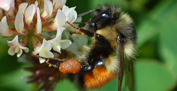 black-tailed bumble bee