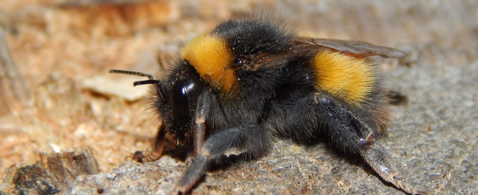 Bombus haematurus