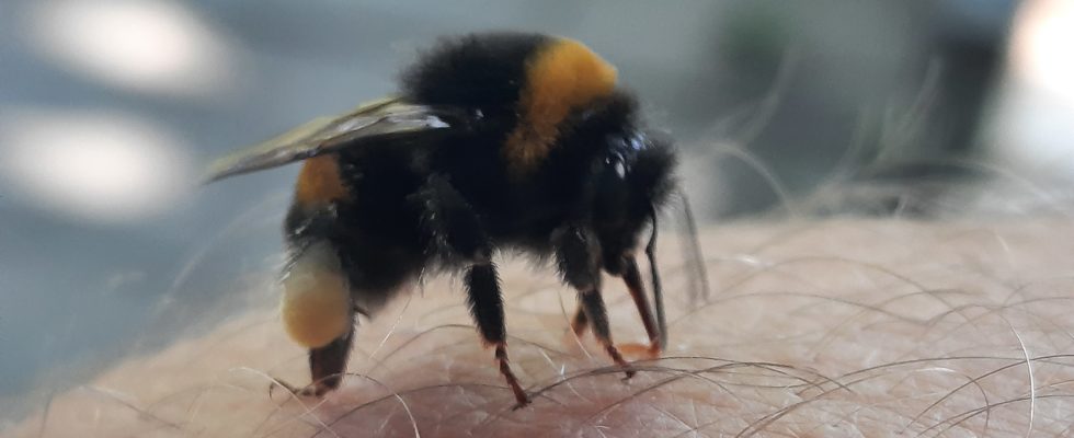 erdhummel arbeiterin