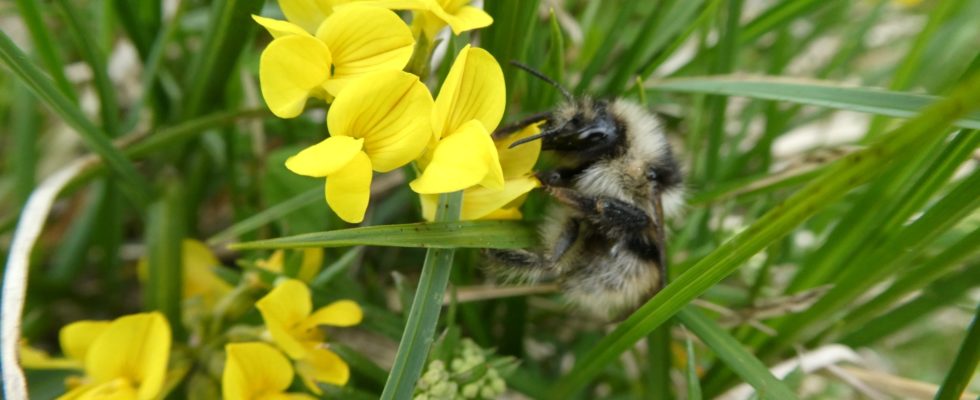 bombus mucidus