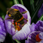 Erdhummel Königin im Frühjahr auf einer Krokusblüte