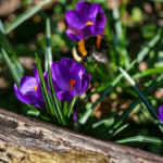 Erdhummel Königin