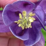 Pollen