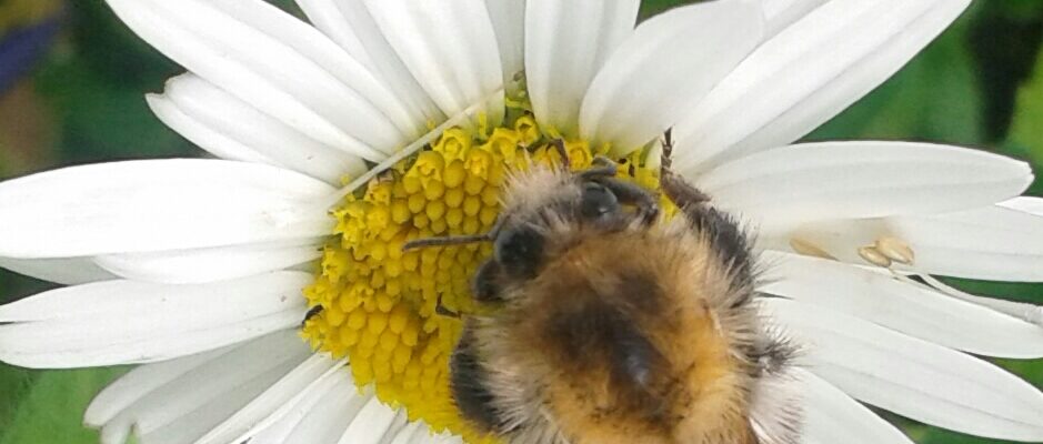 Ackerhummel