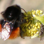 berglandhummel