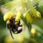 Pollen Hummel