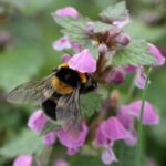 Feldhummel (Bombus ruderatus) ruderatus