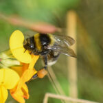 Bombus semenoviellus