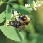 Baltische Hummel