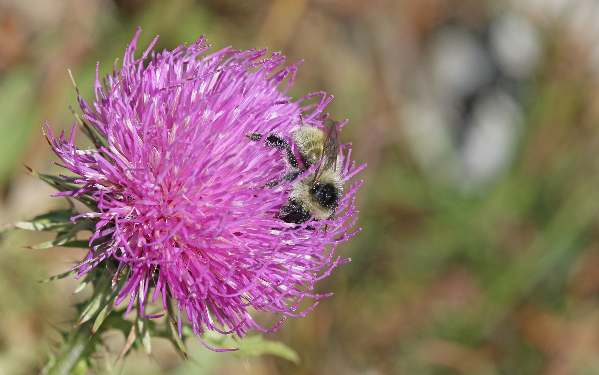 Bombus-mesomelas-berghummel