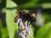 Bombus-campestris-Feld-Kuckuckshummel_Rysum_2022-08-14_P8141313
