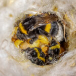 Okkupiertes Nestchen der Dunklen Erdhummel.