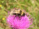 bombus laesus