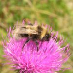 bombus laesus