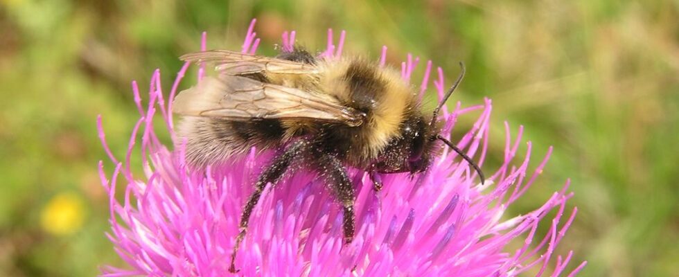 bombus laesus