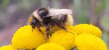 Bombus-sichelii