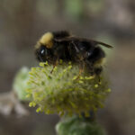 bombus-flavidus