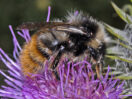bombus-pyrenaeus