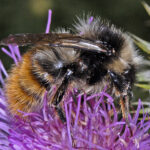 Pyrenäenhummel (Bombus pyrenaeus)