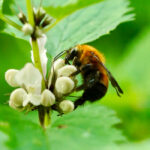 Bombus diversus