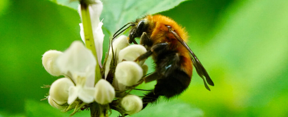 Bombus diversus