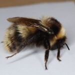 Bombus polaris
