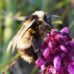 Bombus polaris