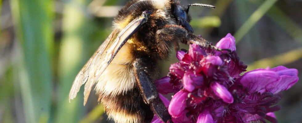 Bombus polaris