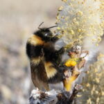 Bombus polaris