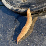 Genetzte Ackerschnecke