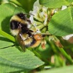Höhenhummel