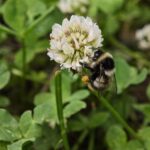 Höhenhummel
