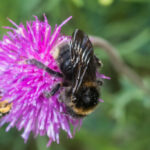 Kinnbacken-Kuckuckshummel (Bombus maxillosus) Kinnbacken-Kuckuckshummel