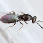 Melittobia acasta