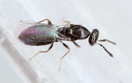 Melittobia acasta