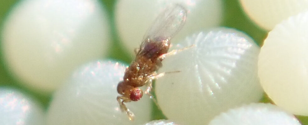 Trichogramma evanescens