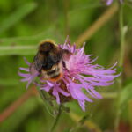 Vierfarbige Kuckuckshummel (Bombus quadricolor) Vierfarbige Kuckuckshummel