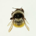 Bombus kashmirensis
