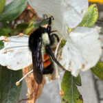 bombus ephippiatus