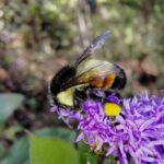 bombus ephippiatus