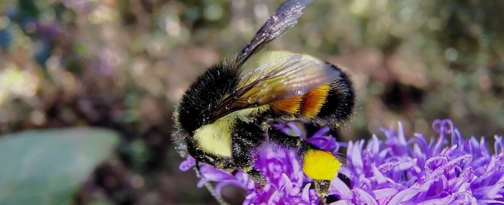 bombus ephippiatus