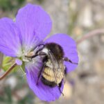 bombus ephippiatus