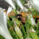 bombus ephippiatus