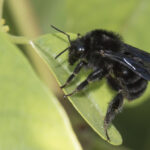Bombus pauloensis