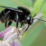 Bombus pauloensis