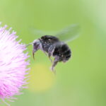 Bombus pauloensis