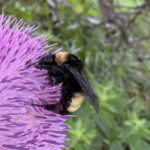 bombus pensylvanicus